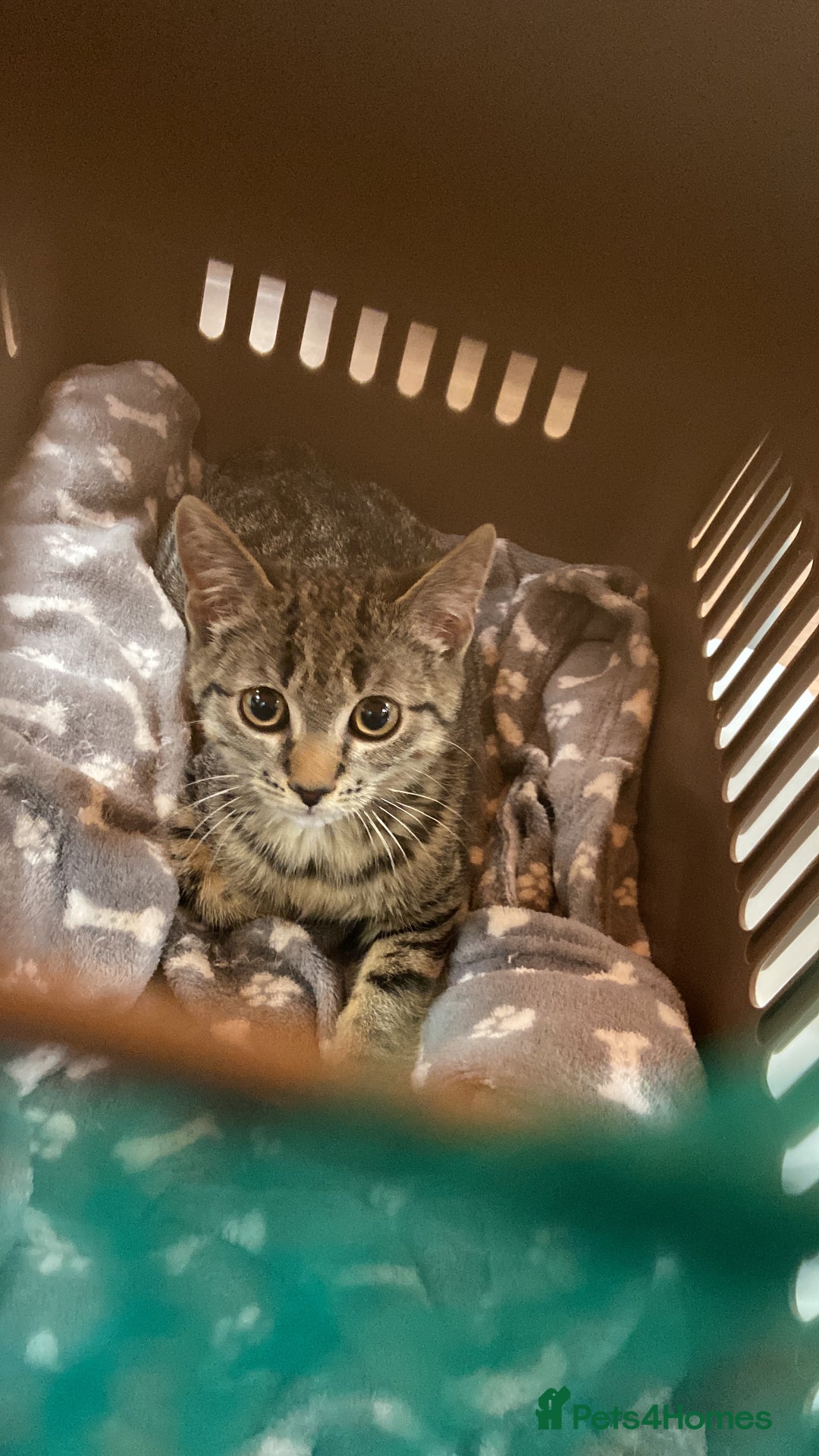Bengal cats for sale: Beautiful Loving Boy  - Image 2