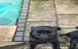 Pug dogs for sale: 2x 14month black pug bitches - Image 6