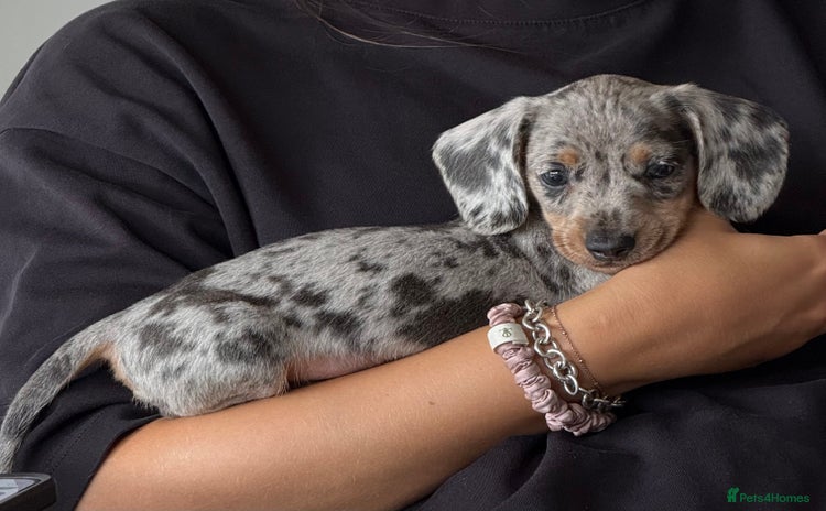 Miniature Dachshund dogs - Advert 4