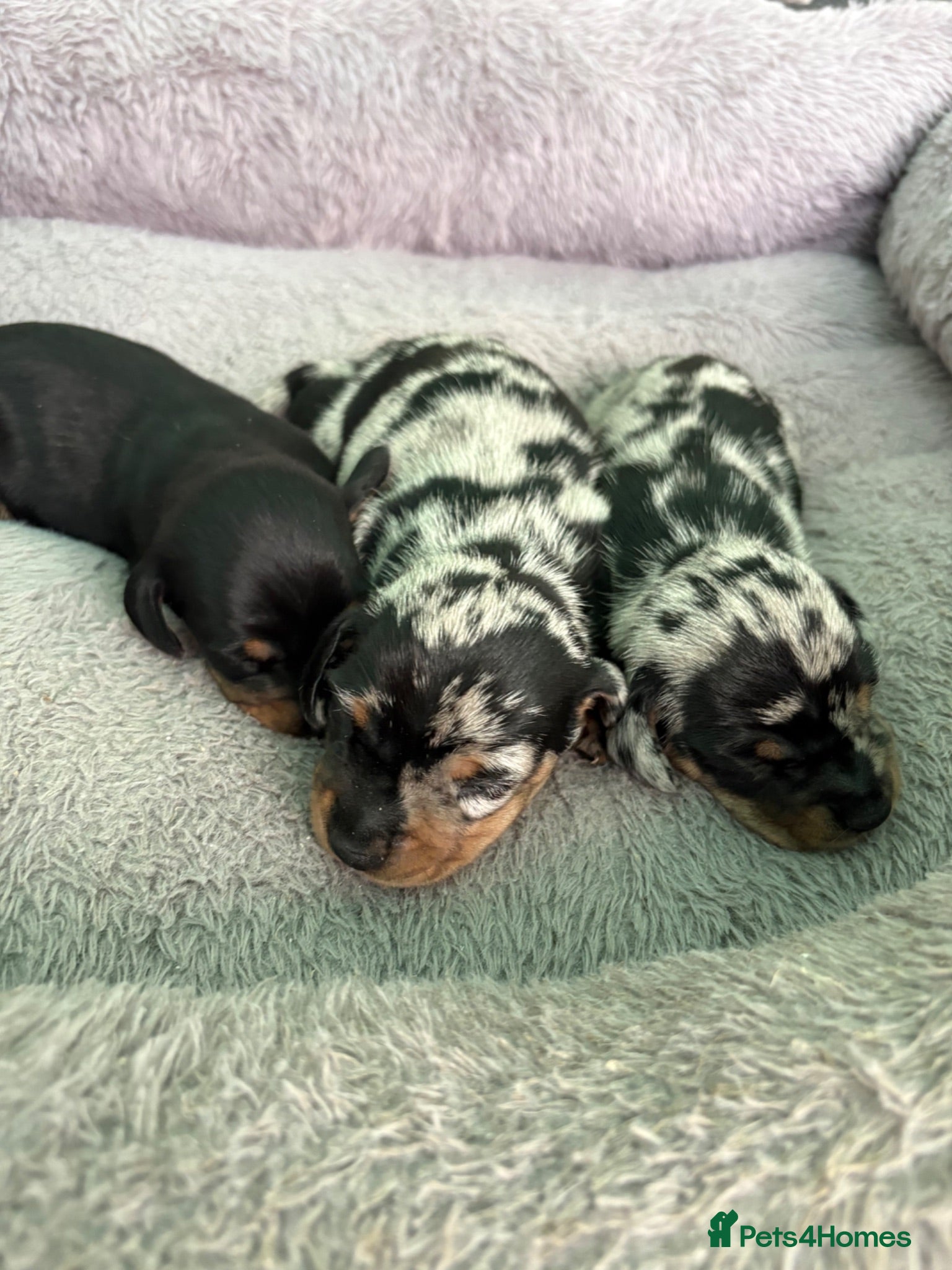 Miniature Dachshund dogs Miniature dachshund puppies - 3 little girls left - Advert 1