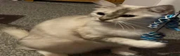 Ragdoll cats for sale: Beautiful GCCF Ragdoll - Advert 4