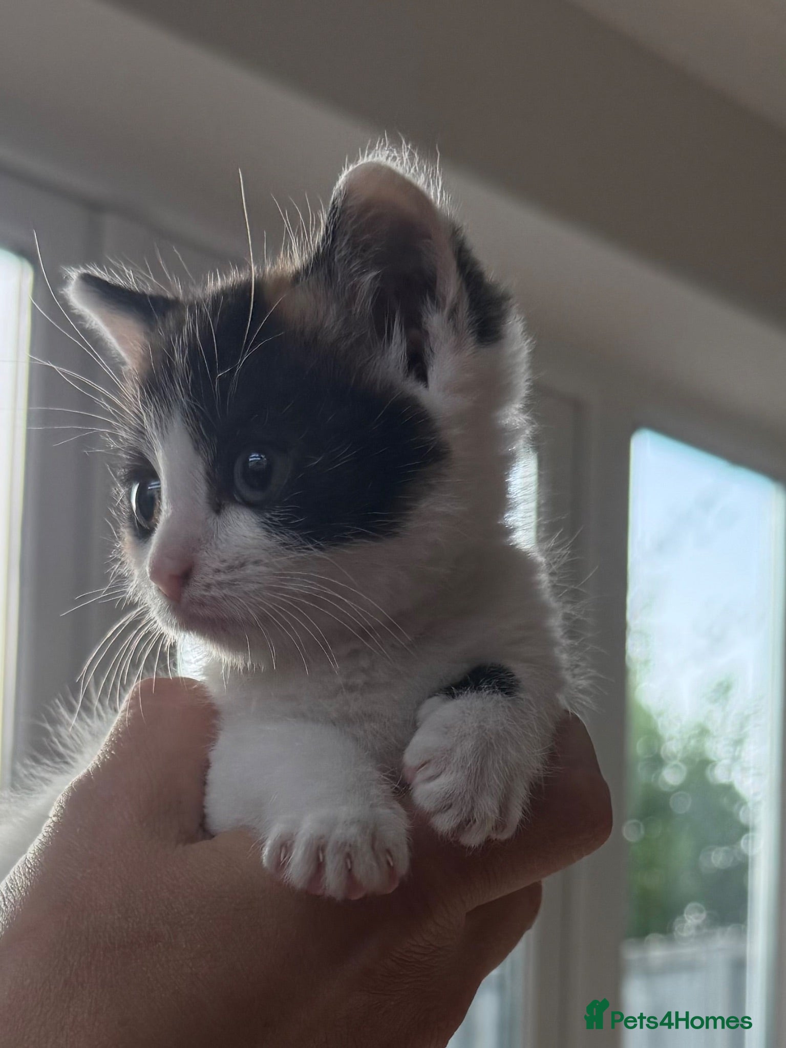 Mixed Breed cats Stunning calico girl available now - Advert 7