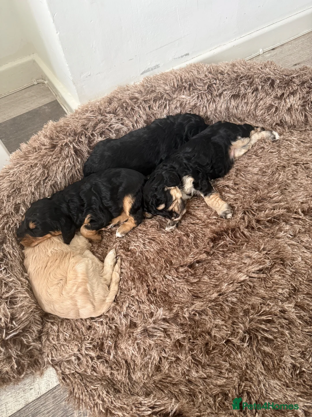 Cockapoo dogs for sale:  Cockapoo puppy’s  - Advert 2