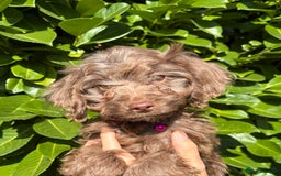 Cockapoo dogs for sale: Stunning Cockerpoo Puppies - Image 4