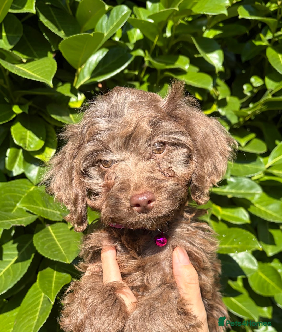 Cockapoo dogs for sale: Stunning Cockerpoo Puppies - Image 4