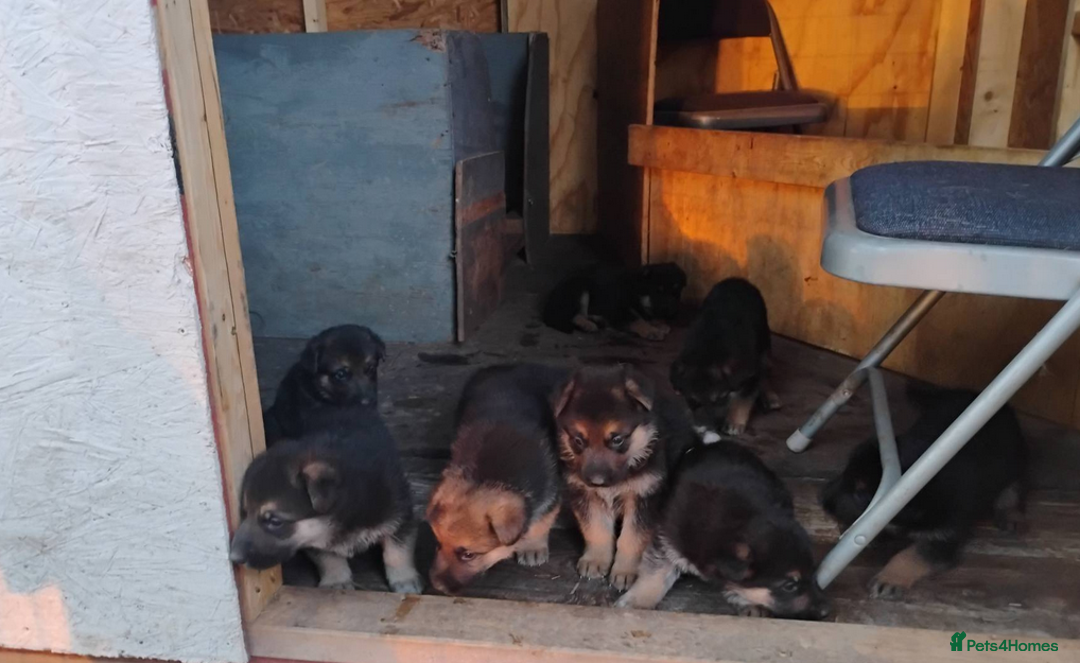 German Shepherd dogs for sale: German Shepherd Puppies For Sale - Image 5