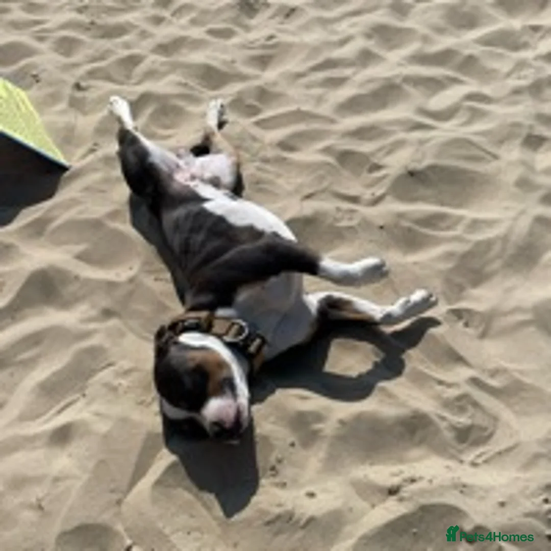 Staffordshire Bull Terrier dogs for stud: Tri Blue, PROVEN an the most beautiful temperament in Loughborough - Advert 20