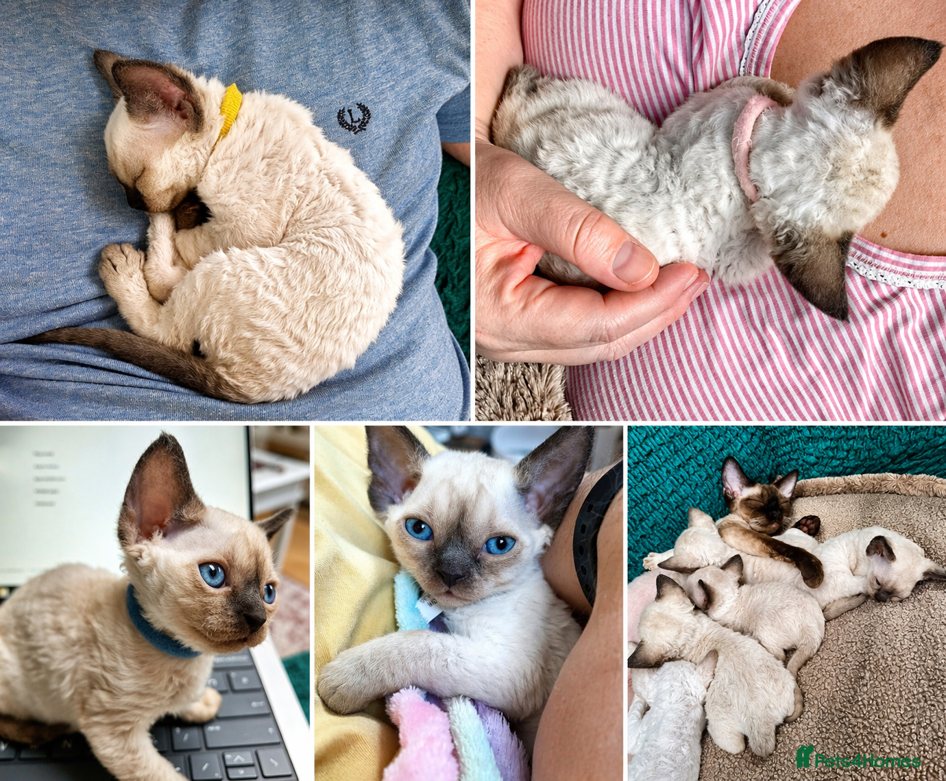 Devon Rex cats Devon rex kittens neutered  included in the price - Advert 1