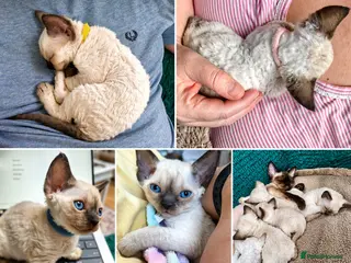 Devon Rex cats Devon rex kittens neutered included in the price - Advert 3