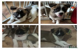 Akita dogs for sale: American akita Female bitches  - Image 1