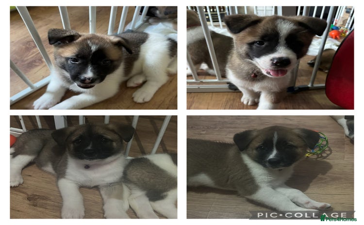 Akita dogs - Advert 4