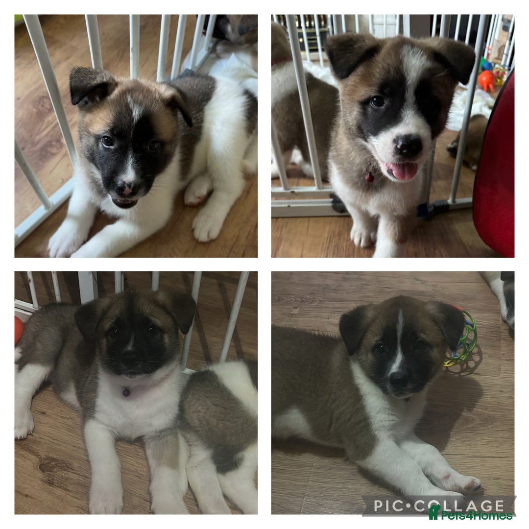 Akita dogs for sale: American akita Female bitches  - Image 1