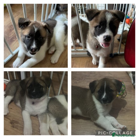 Akita dogs - Advert 1