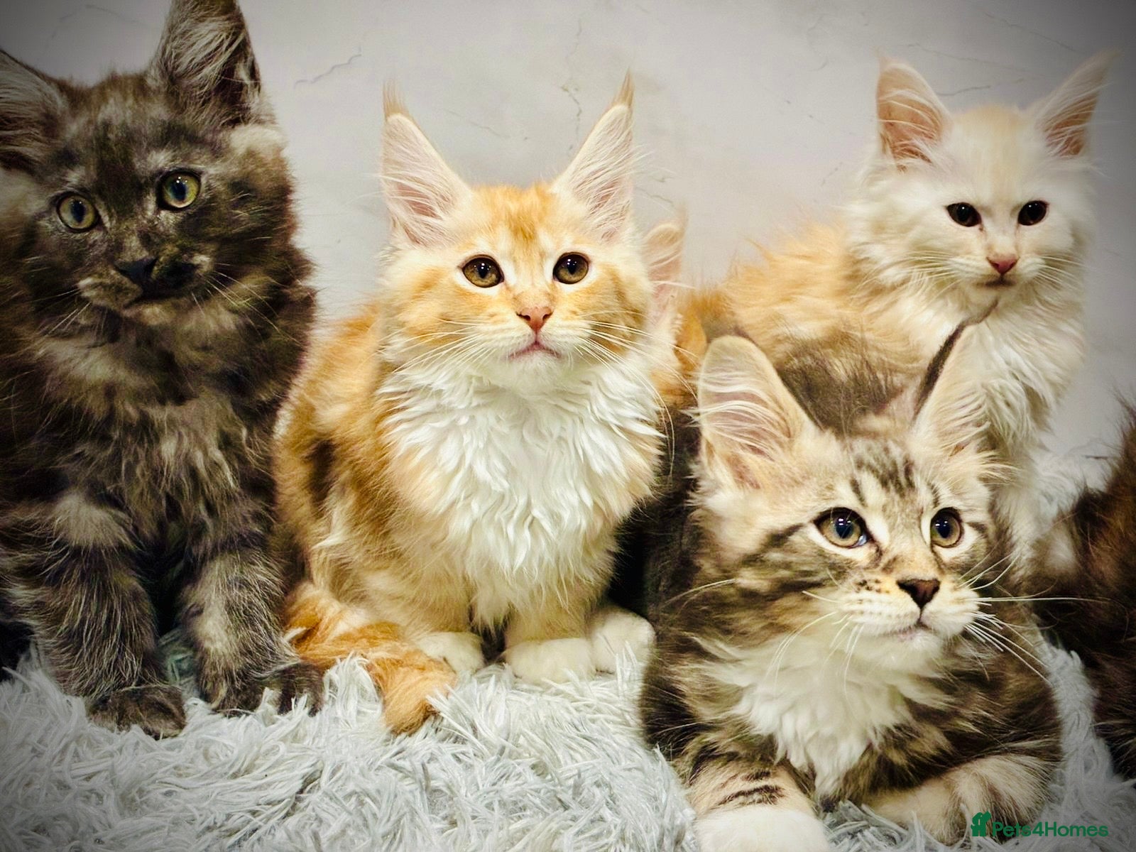 Maine Coon cats Premium Maine Coon fluffballs😻🐾 - Advert 2