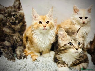 Maine Coon cats Premium Maine Coon fluffballs😻🐾 - Advert 6