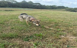 Mixed Breed dogs for adoption: MARGOT – 9 years old, Female, Mixed Breed - Image 2