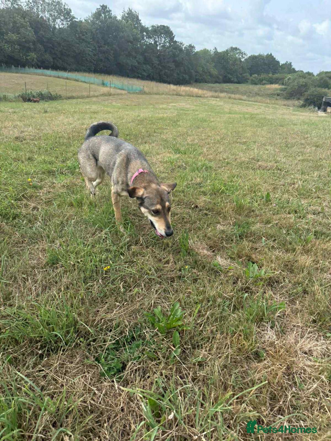 Mixed Breed dogs for adoption: MARGOT – 9 years old, Female, Mixed Breed - Image 2