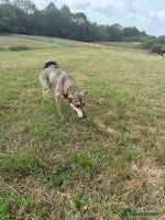 Mixed Breed dogs DOTTY – 9 years old, Female, Mixed Breed - Advert 3