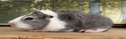 Guinea Pig rodents for sale: Baby sow guinea pigs  - Advert 5