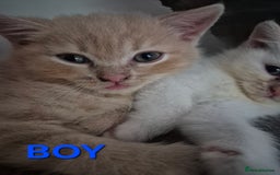 British Shorthair cats for sale: British Shorthair kittens - Image 4