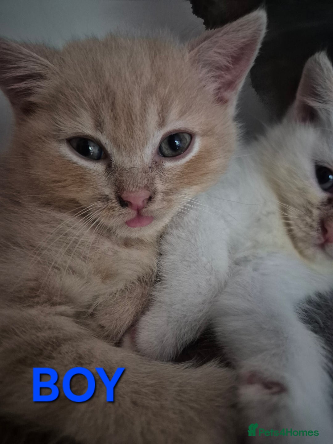 British Shorthair cats for sale: British Shorthair kittens - Image 4