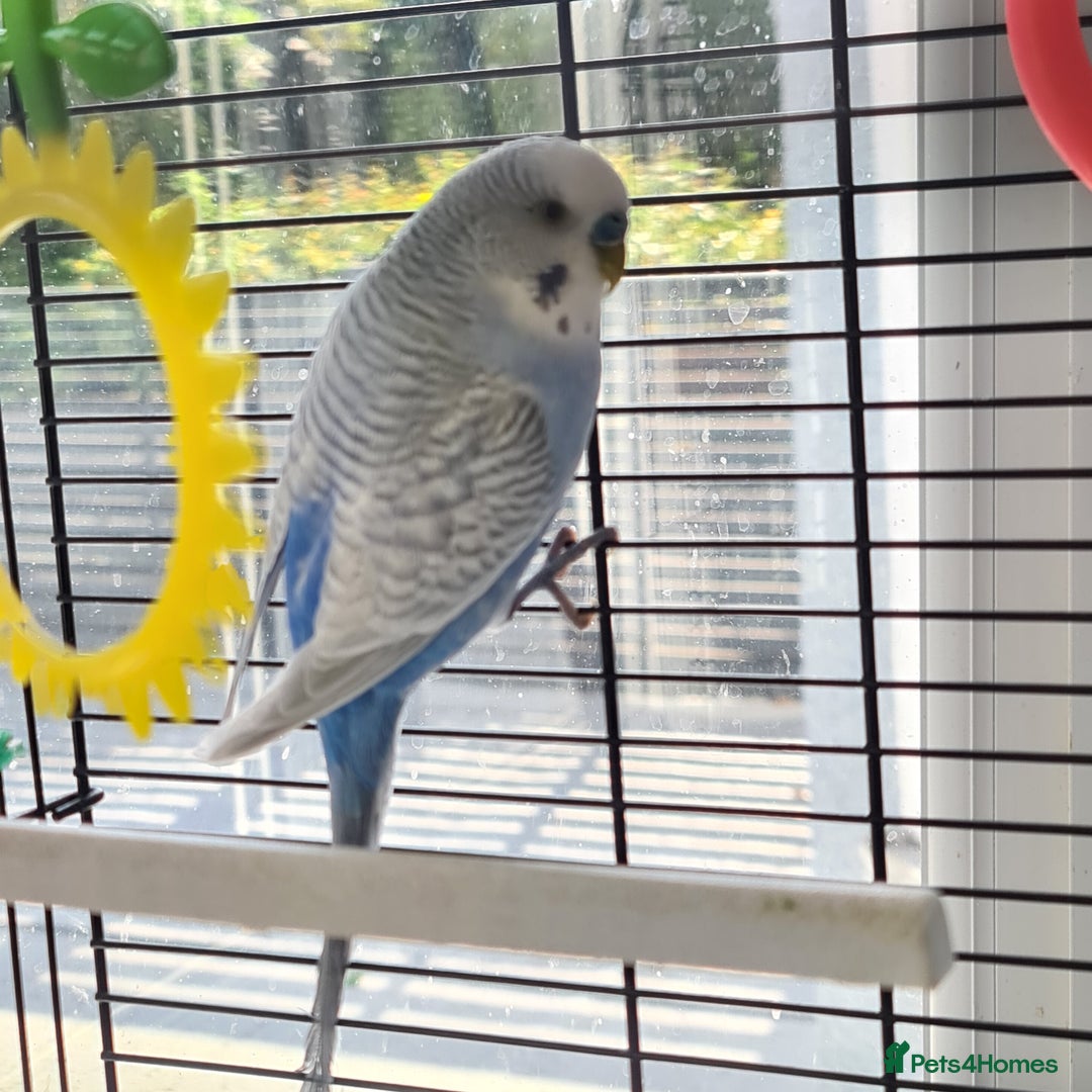 Budgerigars birds for sale: Pair of budgies with cage - Image 3