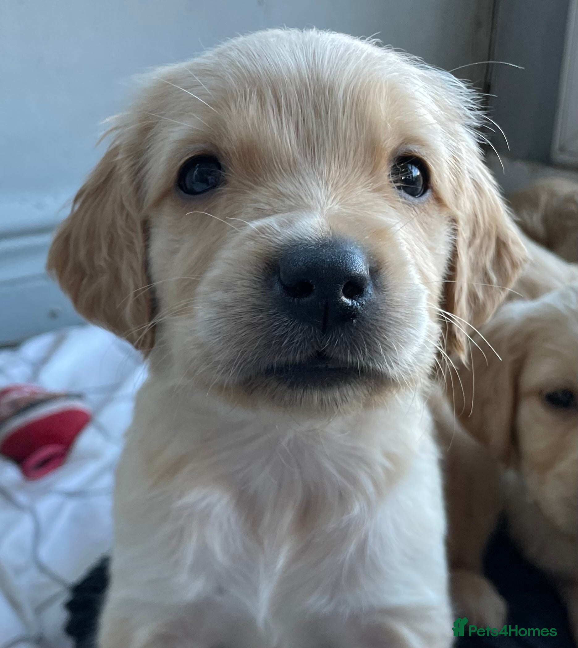 Golden Retriever dogs Pure golden retrievers - Advert 11