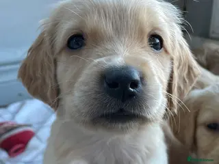 Golden Retriever dogs Pure golden retrievers - Advert 11