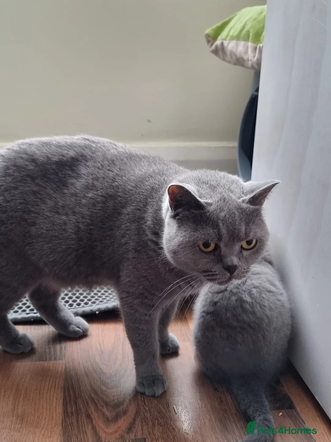 British Shorthair cats for sale: Lilac Blue Female British Shorthair GCCF Pedigree - Advert 18