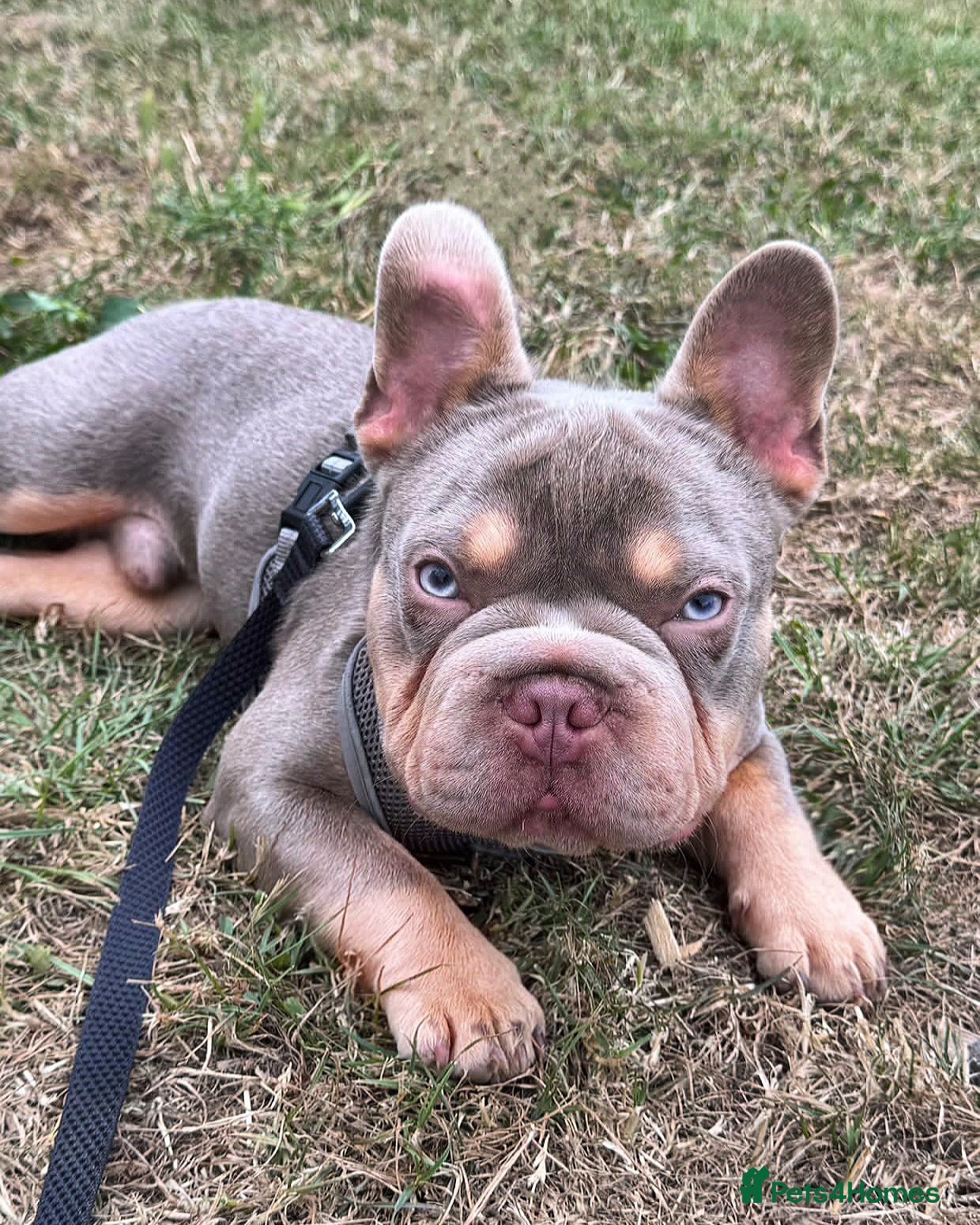 French Bulldog dogs French bulldog STUD  - Advert 15