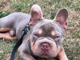 French Bulldog dogs - Advert 8