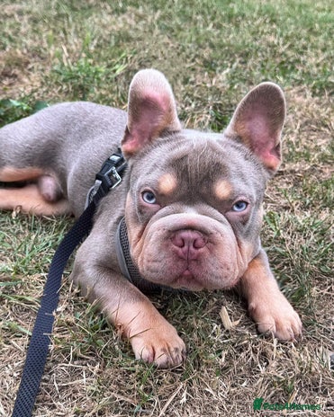 French Bulldog dogs - Advert 1