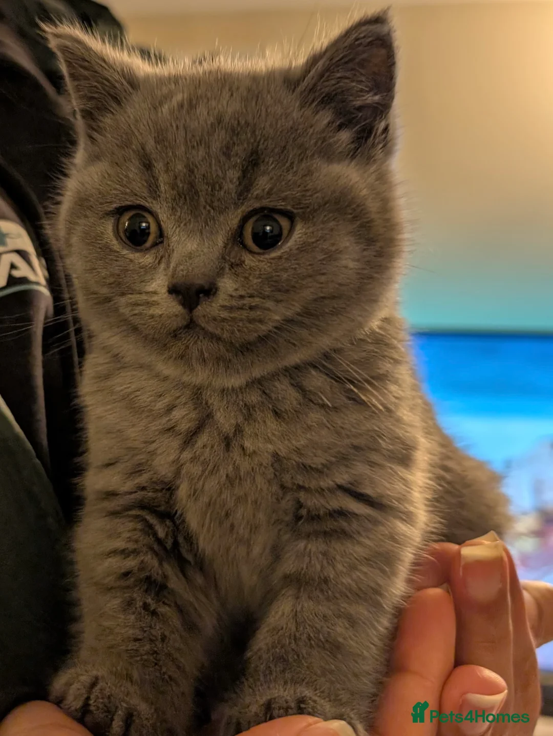 British Shorthair cats for sale: British Shorthair Blue Female - Advert 1