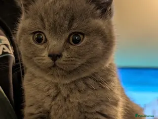 British Shorthair cats British Shorthair Blue Female in Uxbridge - Advert 1