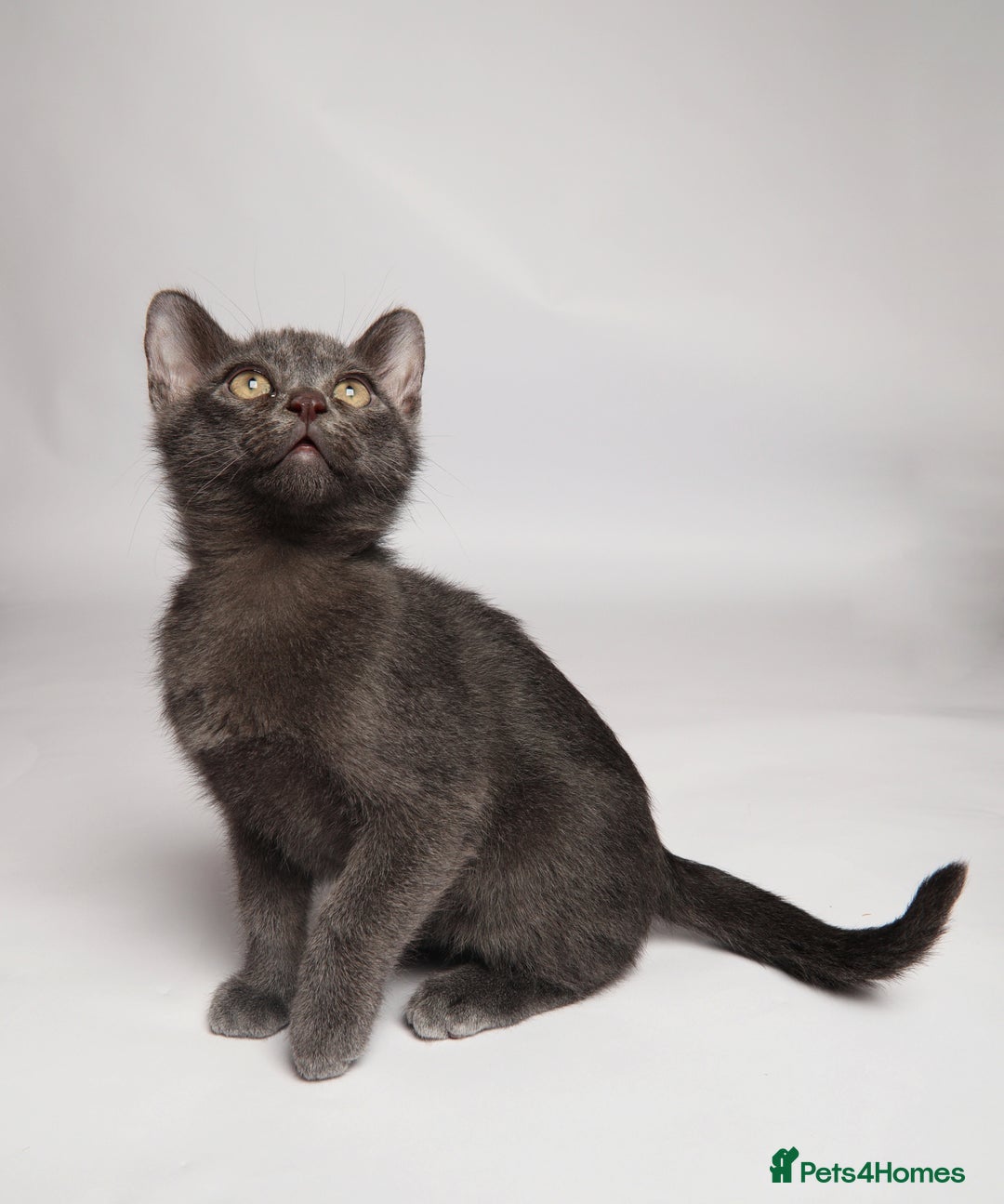 Burmese cats for sale: Quality Blue GCCF registered boy - Advert 4