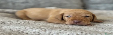 Hungarian Vizsla Puppy 7