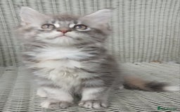 Maine Coon cats for sale: Beautiful chunky TICA reg girl ready now!! - Image 2