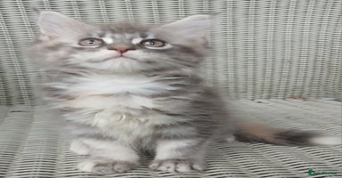 Maine Coon cats - Advert 5