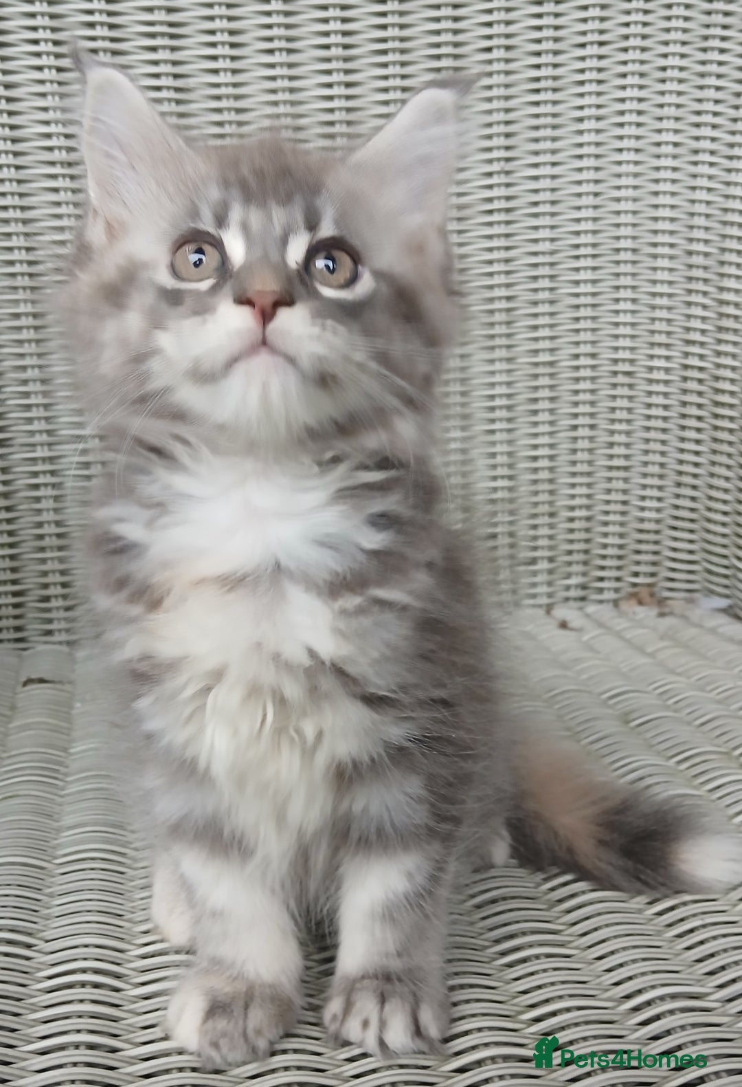 Maine Coon cats for sale: Beautiful chunky TICA reg girl ready now!! - Image 2