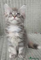 Maine Coon cats - Advert 14