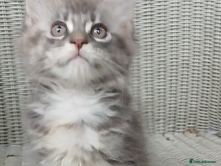 Maine Coon cats - Advert 6