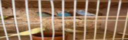 Budgerigars birds for sale: Young budgies & breeding pairs  - Advert 1
