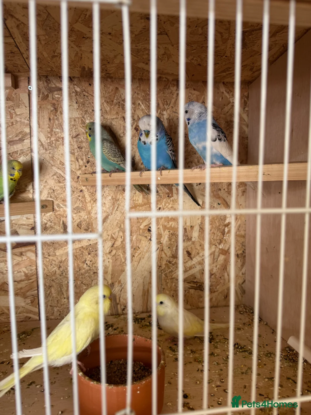 Budgerigars birds for sale: Young budgies & breeding pairs  - Advert 1