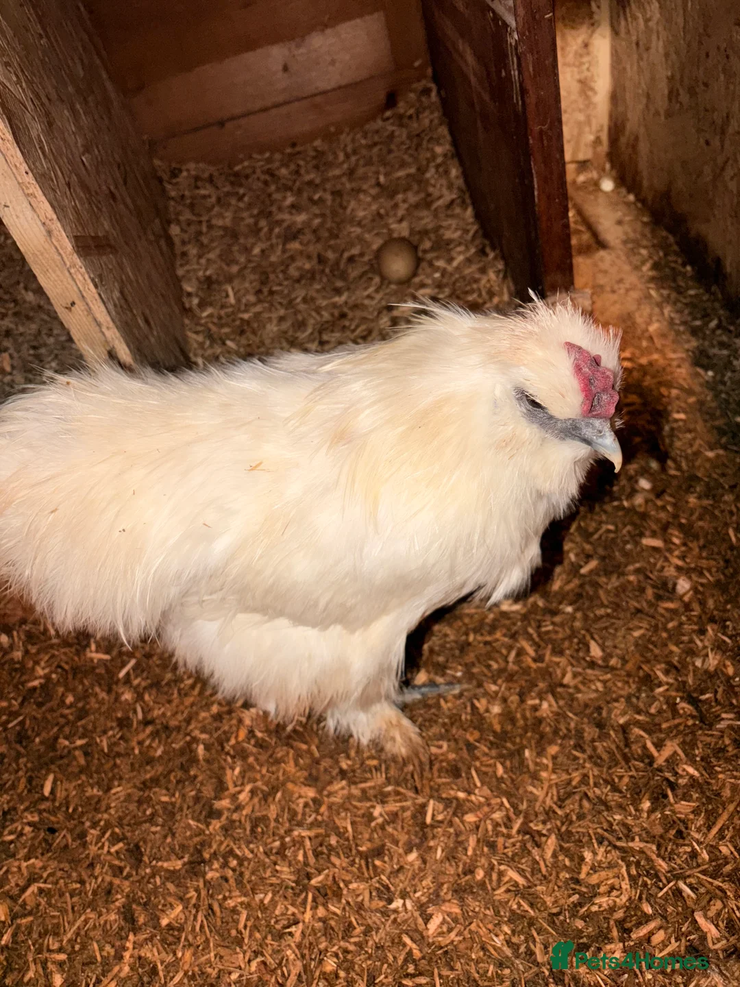 Chickens poultry for sale: rooster silkie - Advert 1