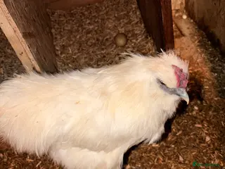 Chickens poultry rooster silkie - Advert 3