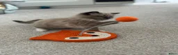 Ragdoll cats for sale: Female ragdoll ready now - Advert 5