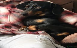 Miniature Dachshund dogs for sale: 🐾 Miniature Dachshund Puppies for Sale 🐾 - Image 4