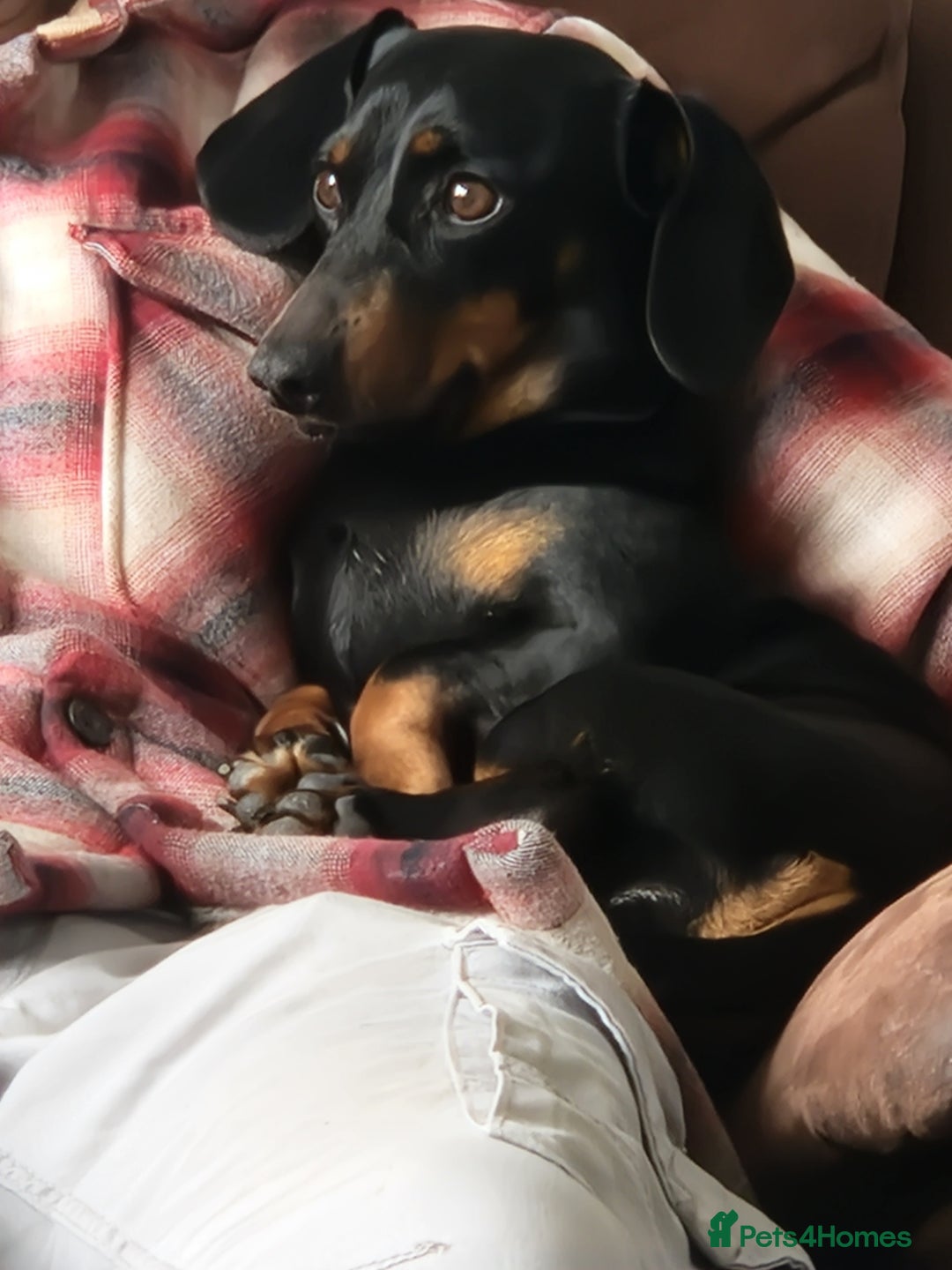 Miniature Dachshund dogs for sale: 🐾 Miniature Dachshund Puppies for Sale 🐾 - Image 4