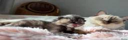 Mixed Breed cats for sale: Healthy Fluffy Black Tortie Ragdoll Cross Kittens  - Advert 15