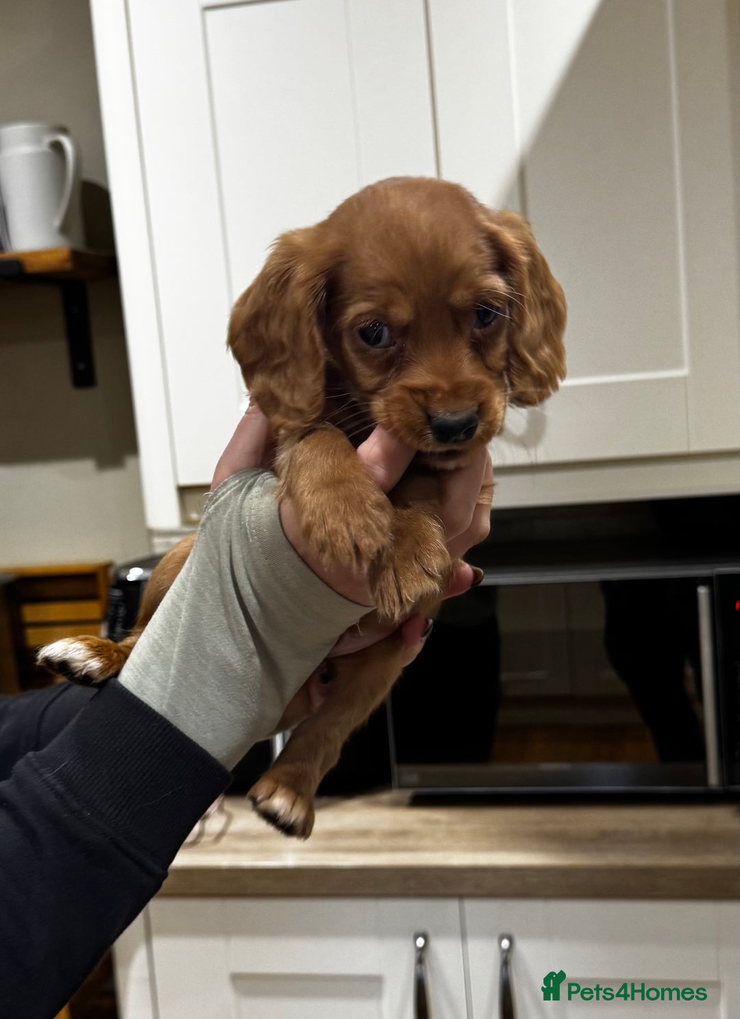 Cocker Spaniel dogs for sale: Beautiful Dark Red KC Registered Cocker Pups - Advert 25